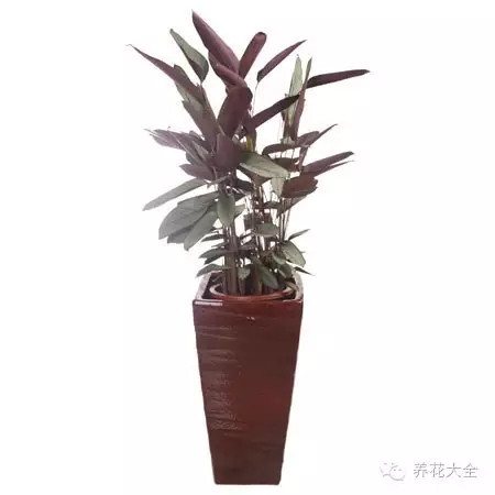瓷盆，釉盆