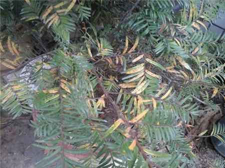 红豆杉叶子发黄的原因及解决方法