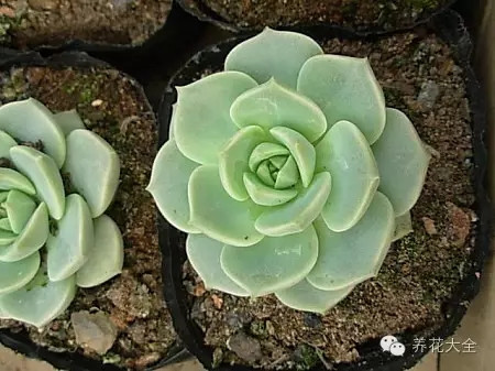 从便宜的花养起，积累经验