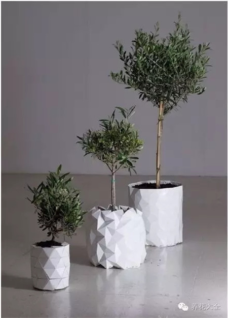会长大的花盆 会长大的花盆