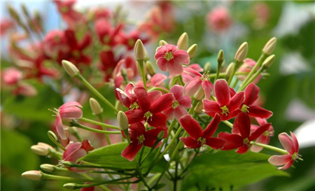 使君子的花语
