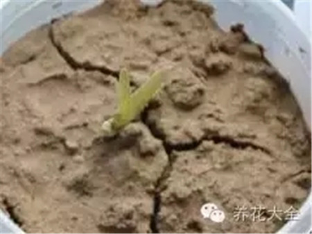土壤透气问题 土壤透气问题