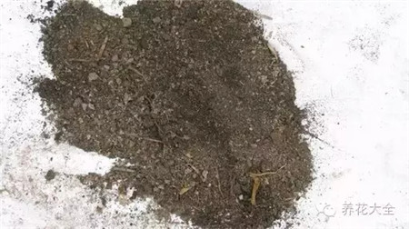腐叶土和河沙 腐叶土和河沙