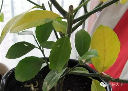 植物出现黄叶是怎么回事 植物出现黄叶是怎么回事