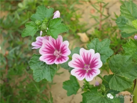 花蕾老是脱落怎么回事 花蕾老是脱落怎么回事