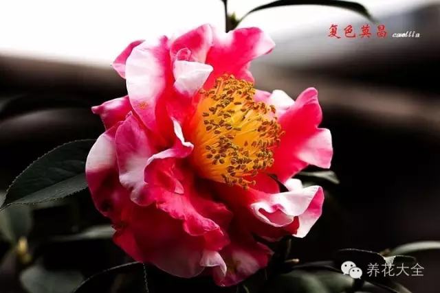 复色莫昌