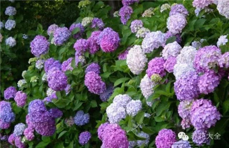 绣球花 绣球花