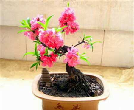 图片碧桃开花