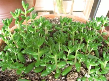 植物枝条细长,节间较长咋回事? 植物枝条细长,节间较长咋回事?