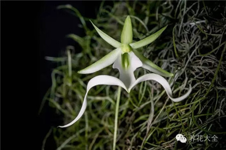 幽灵兰花——古巴和佛罗里达