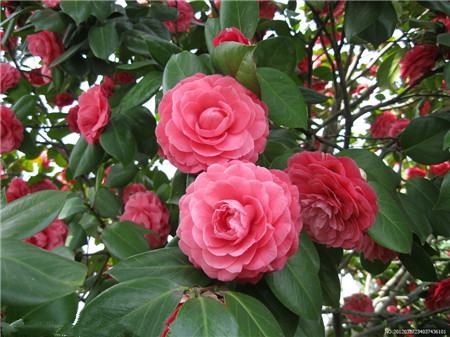茶花 茶花