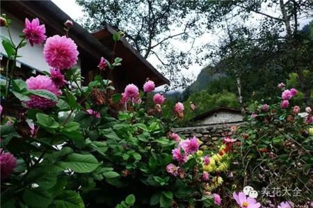 大丽花 大丽花