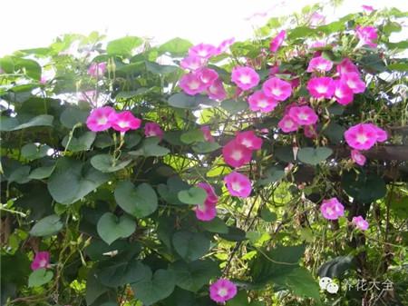 牵牛花 牵牛花