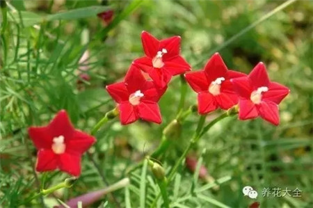 茑萝花