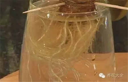 底部长出根须