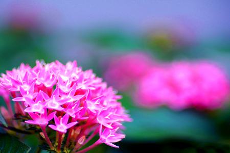 繁星花