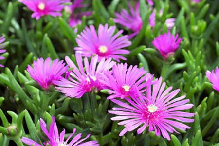 松葉菊和非洲菊的區(qū)別