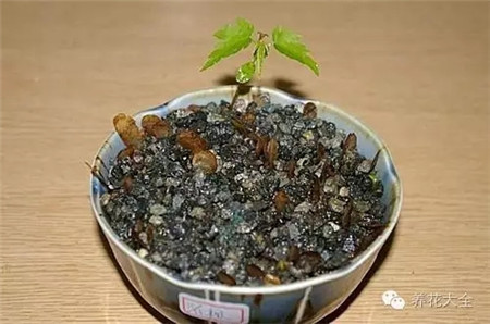长出小苗
