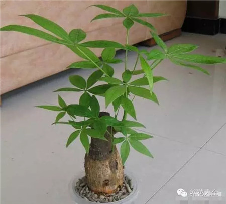 发财树