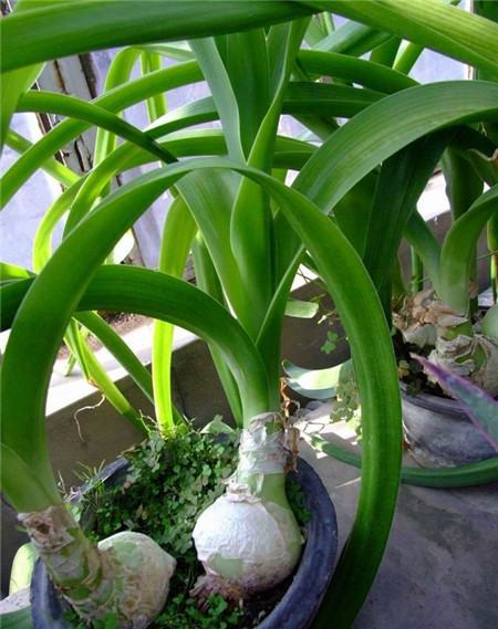 虎眼万年青怎么修剪鳞茎
