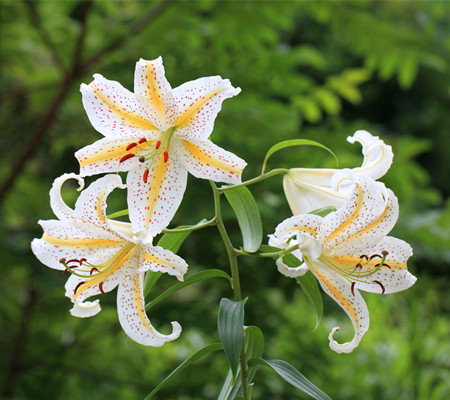 朱顶红和百合花的区别