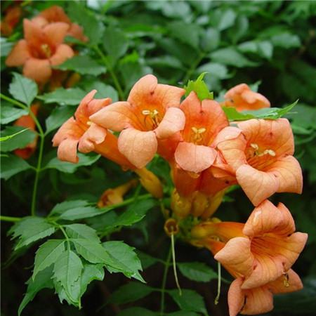 凌霄花盆景养护管理