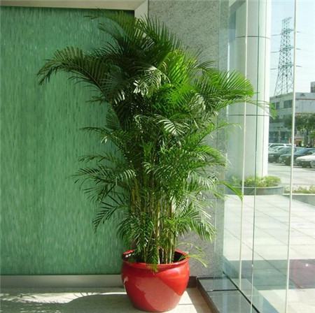 散尾葵庭院风水摆放