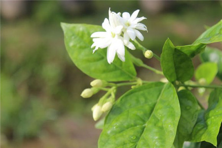 毛茉莉的虫害及其防治