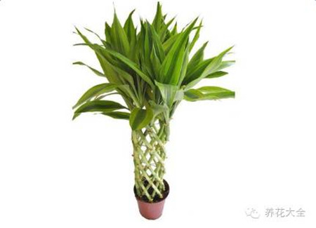 富贵竹光照温度要点