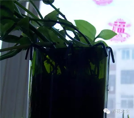 种上绿萝吊竹梅