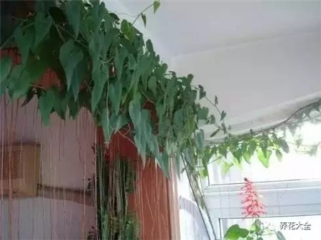 锦屏藤窗帘