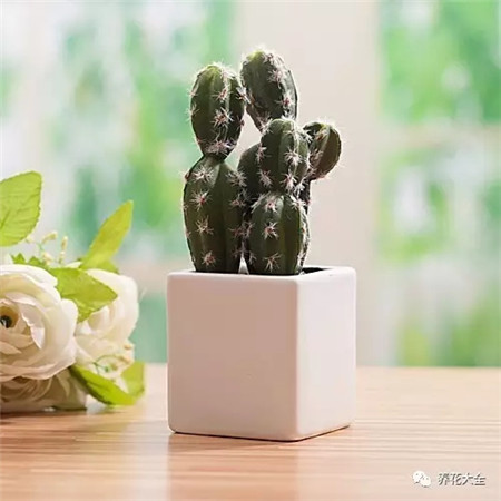 仙人掌