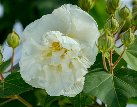 木芙蓉花的病虫害及其防治