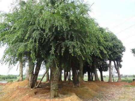 榆树的主要虫害及其防治