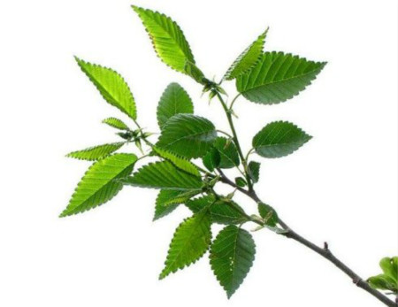 榆树 榆树天气预报
