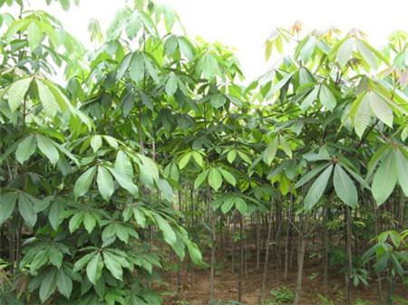 七叶树植株