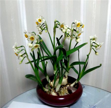 水仙花在客厅，能让人感到宁静温馨