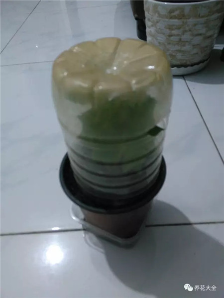 掰下的枝条