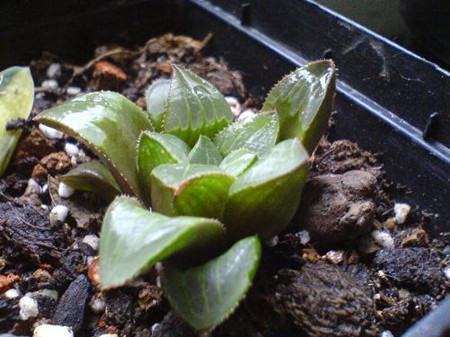 水晶掌叶子腐烂