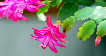 蟹爪兰四季养护要点