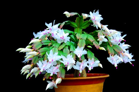 蟹爪兰四季养护要点