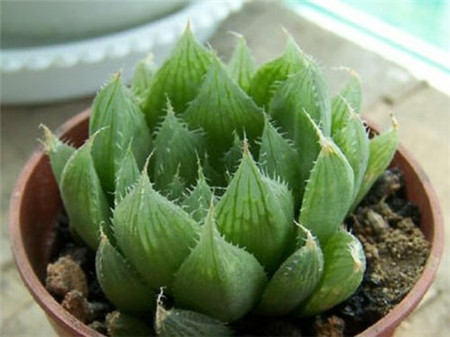 水晶掌的冬季养护方法