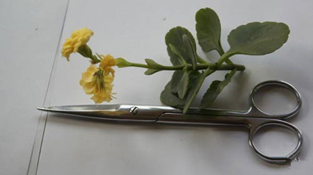 长寿花嫁接的养护