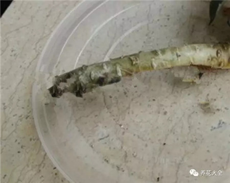 黑王子杀菌