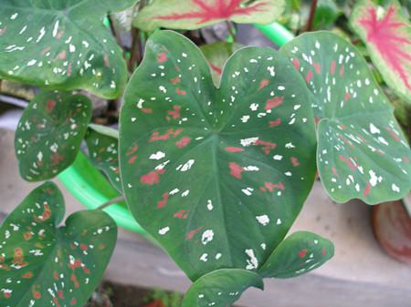 花叶芋