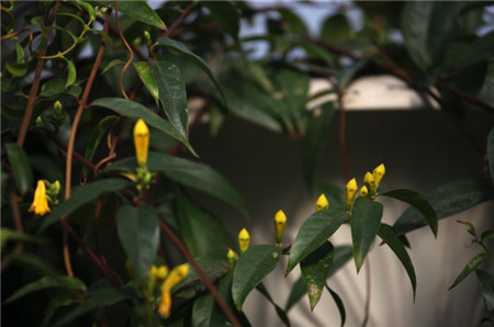法国香水花的花期是多长呢