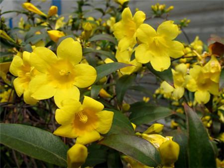法国香水花开花欣赏