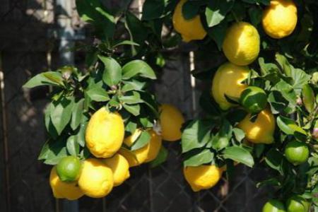 柠檬的虫害及其防治