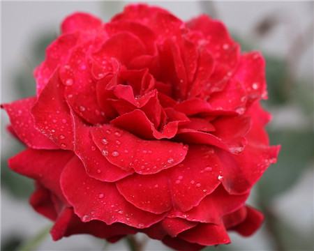 月季花正常养护时僵苗