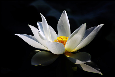 冰清玉洁荷花图 冰清玉洁荷花图